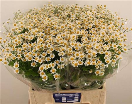 <h4>Tana Pa Single Vegmo 70cm</h4>