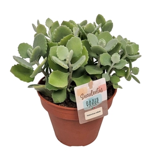 Kalanchoe