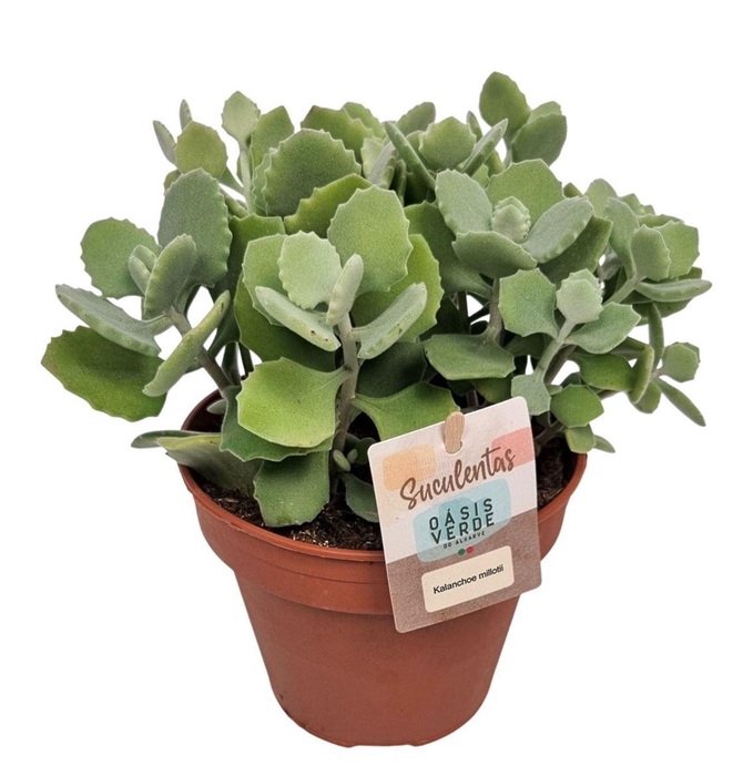 <h4>Kalanchoe</h4>