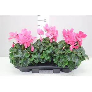Cyclamen Gr Super Mammoth Roze
