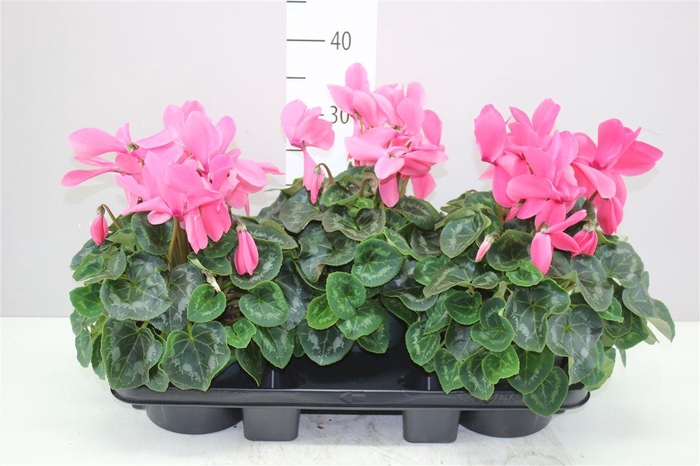 <h4>Cyclamen Gr Super Mammoth Roze</h4>