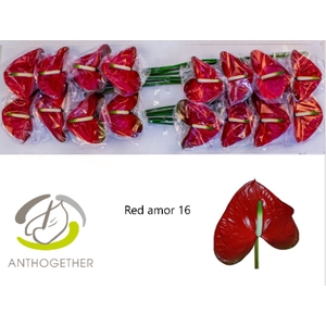 ANTH A Red Amor 16