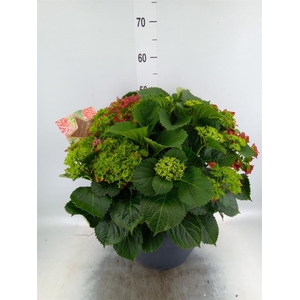 Hydrangea mac.