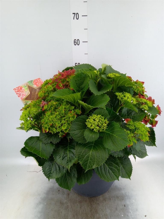<h4>Hydrangea mac.</h4>