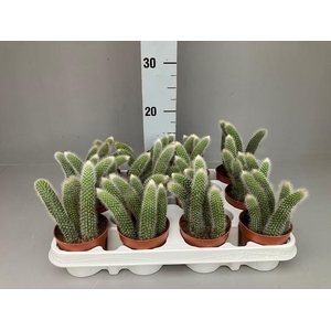 Hildewintera colademonis