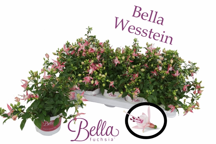 <h4>FUCHSIA B F SOPHIA</h4>