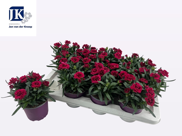 <h4>DIAN OSC PURPLE WING</h4>
