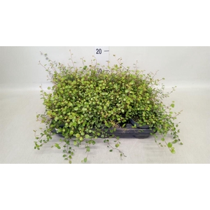 Muehlenbeckia com. 'Mao'ri'