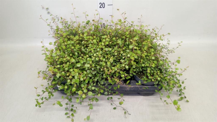 <h4>Muehlenbeckia com. 'Mao'ri'</h4>