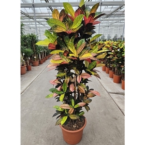 Codiaeum Iceton (Croton Iceton)