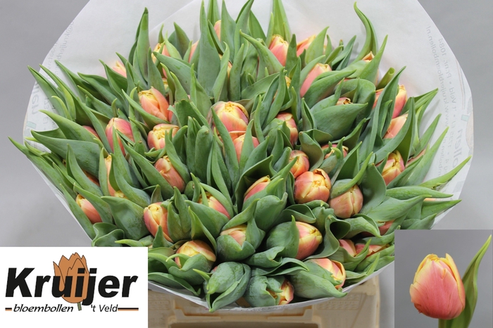 <h4>TU DU ROLEX</h4>