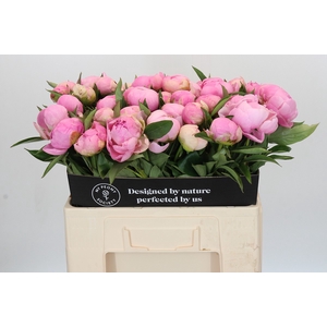 Paeonia Pink Giant