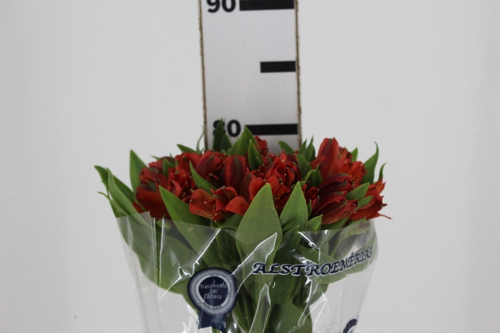 <h4>ALSTROEMERIA CINNAMON 080 CM</h4>