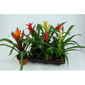 BROMELIA GEM