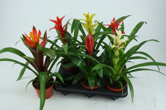 BROMELIA GEM