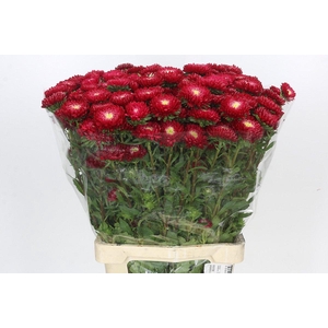 Callistephus Matsumoto Red
