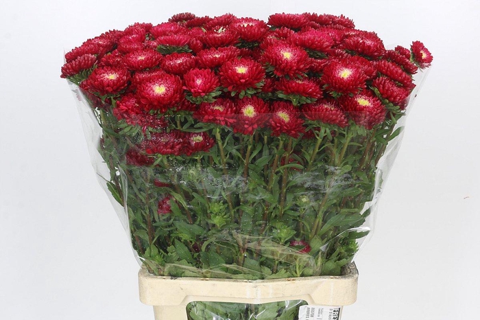 <h4>Callistephus Matsumoto Red</h4>