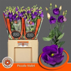 Eus E Picco Violet