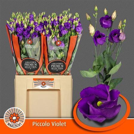 <h4>Eus E Picco Violet</h4>