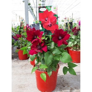 Clematis overig