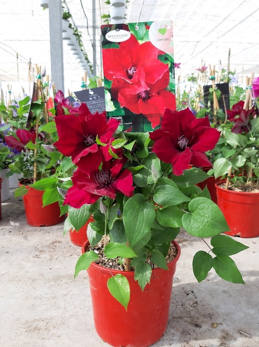 <h4>Clematis overig</h4>