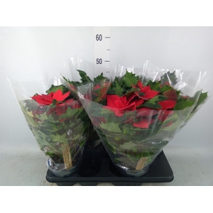 Euphorbia pulc.   ...