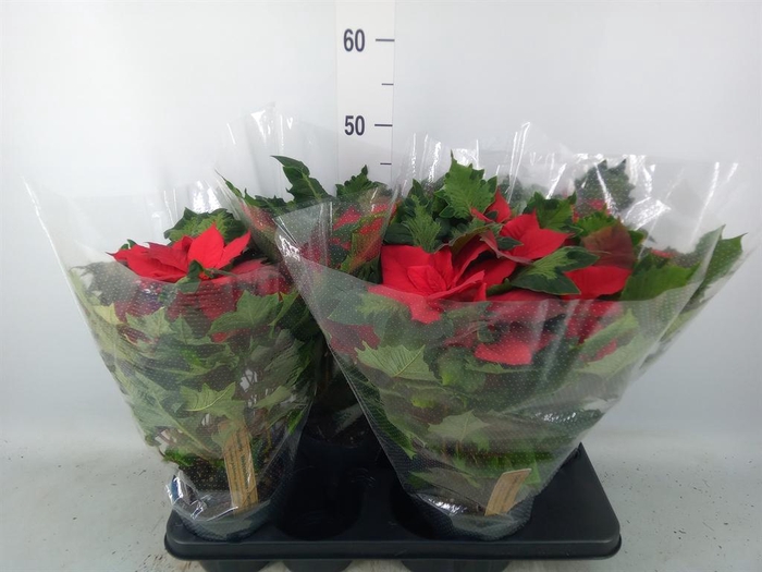 <h4>Euphorbia pulc. ...</h4>