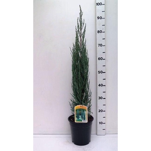 Juniperus scopulorum Blue Arrow