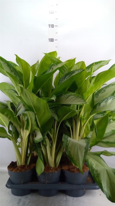 <h4>Aglaonema  'Cleopatra'</h4>