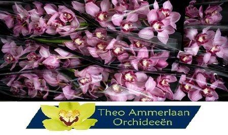 <h4>Pink Floyd 60</h4>