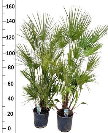 <h4>Cham Humilis</h4>