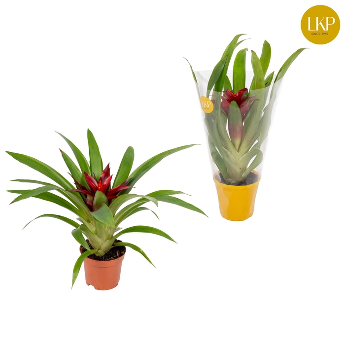 <h4>Guzmania Glow Oranje (Met Hoes)</h4>