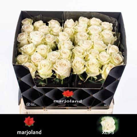 <h4>R GR DOLOMITI</h4>