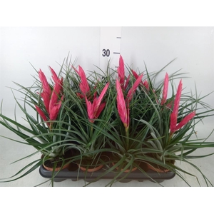 Tillandsia  ...mix