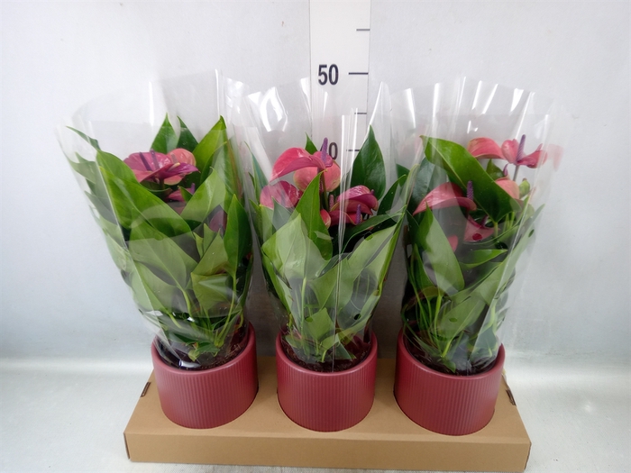 <h4>Anthurium andr. 'Pure Purple'</h4>