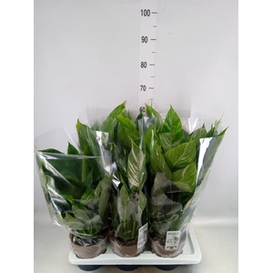 Spathiphyllum  'Diamond'