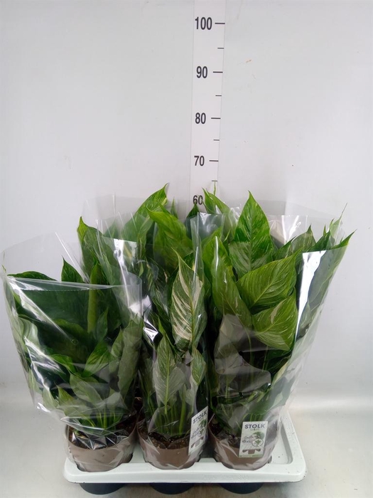 <h4>Spathiphyllum  'Diamond'</h4>