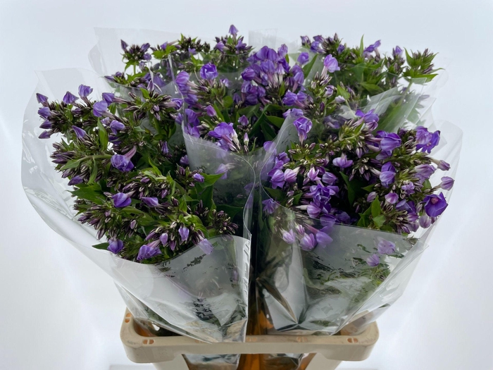 <h4>PHLOX P CRISSY</h4>