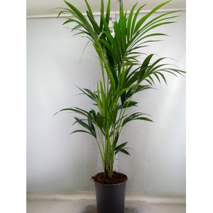 Howea forsteriana