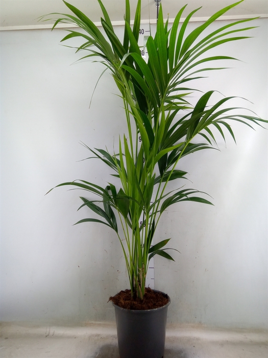 <h4>Howea forsteriana</h4>
