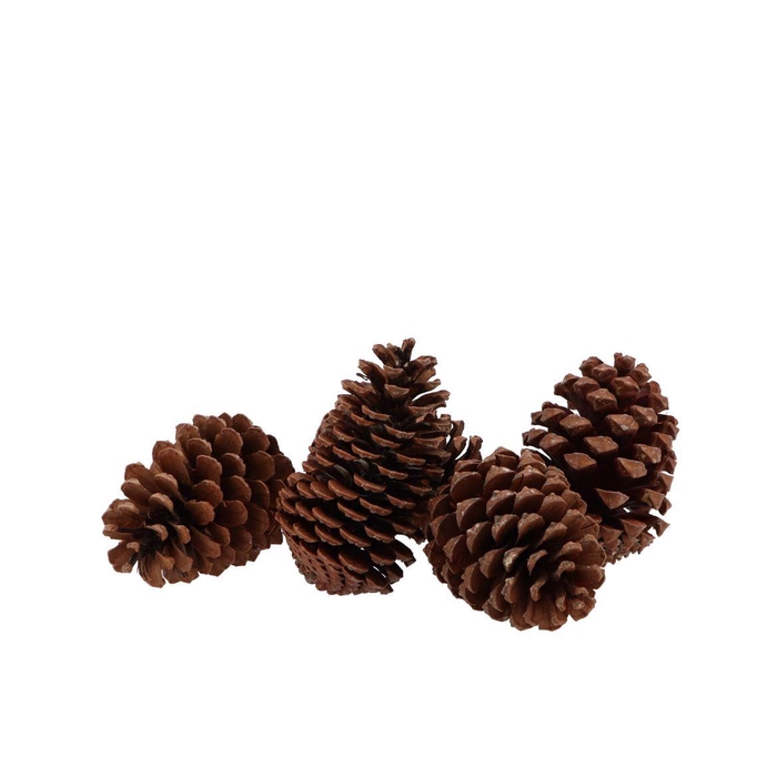 <h4>Nature Maritima`s Natural Small P/50 5-9cm</h4>