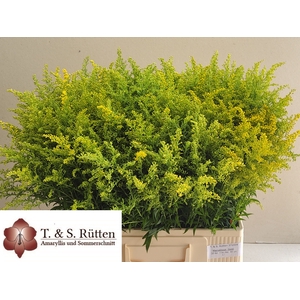 SOLIDAGO BOS