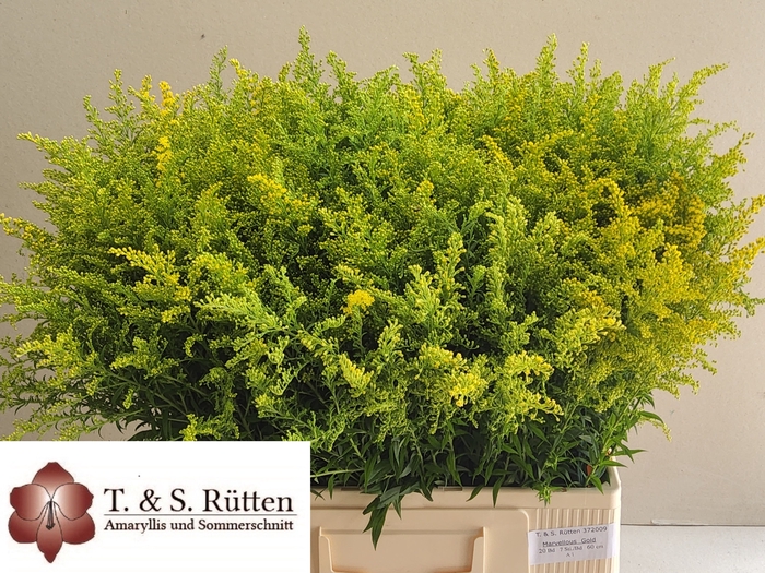 <h4>SOLIDAGO BOS</h4>