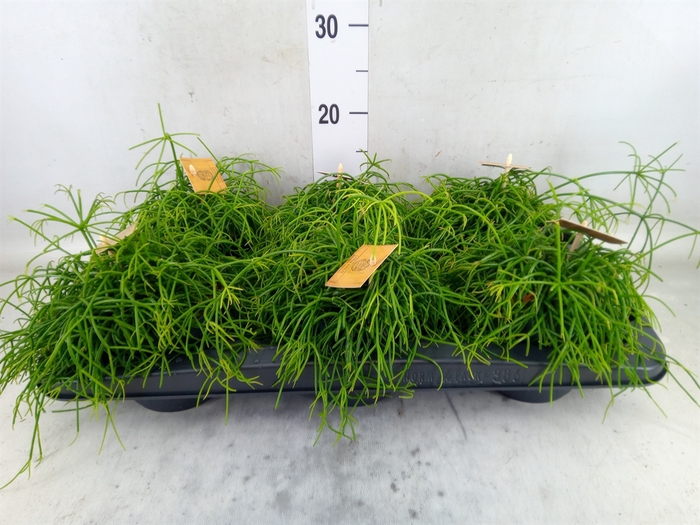 <h4>Rhipsalis   ...</h4>