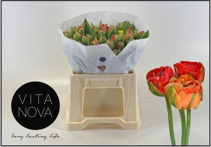 <h4>Tu Du Gudoshnik Doub</h4>