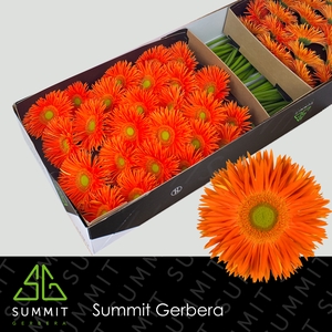 Gerbera Spider Yari Doos