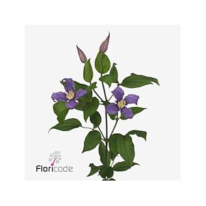 Clematis amazing rome