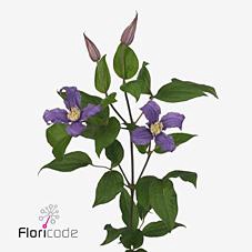 Clematis amazing rome