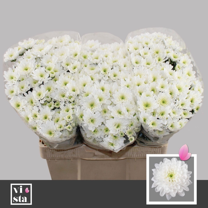 <h4>CHR TR ALTAJ 50 GR.</h4>