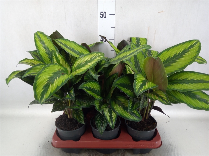 <h4>Calathea   ...</h4>